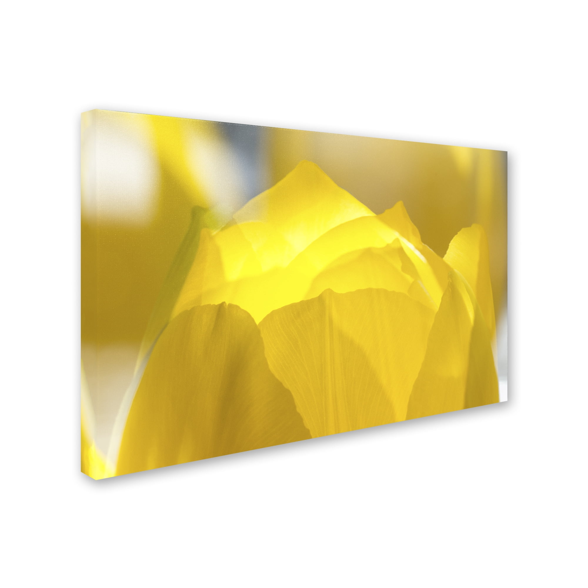 Trademark Fine Art "Yellow Tulip Double Exposure" Canvas Art by Kurt Shaffer