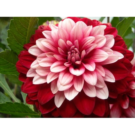 - LAMINATED POSTER Petal Nature Color Dahlia Blossom Flower Summer Poster Print 11 x 17