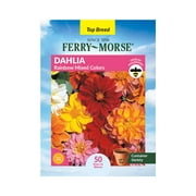 Ferry-Morse 180MG Dahlia Rainbow Mixed Colors Annual Flower Seeds Full Sun