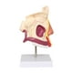 thumbnail image 3 of Modelo de órgano de Cavidad Nasal Humana Modelo Estructural para Niños Y Niñas Adolescentes, 3 of 9