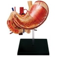 thumbnail image 2 of TEDCO 5" Human Stomach Anatomy Model, 12 Detachable Parts, Educational Focus, Anatomy Models, 2 of 2