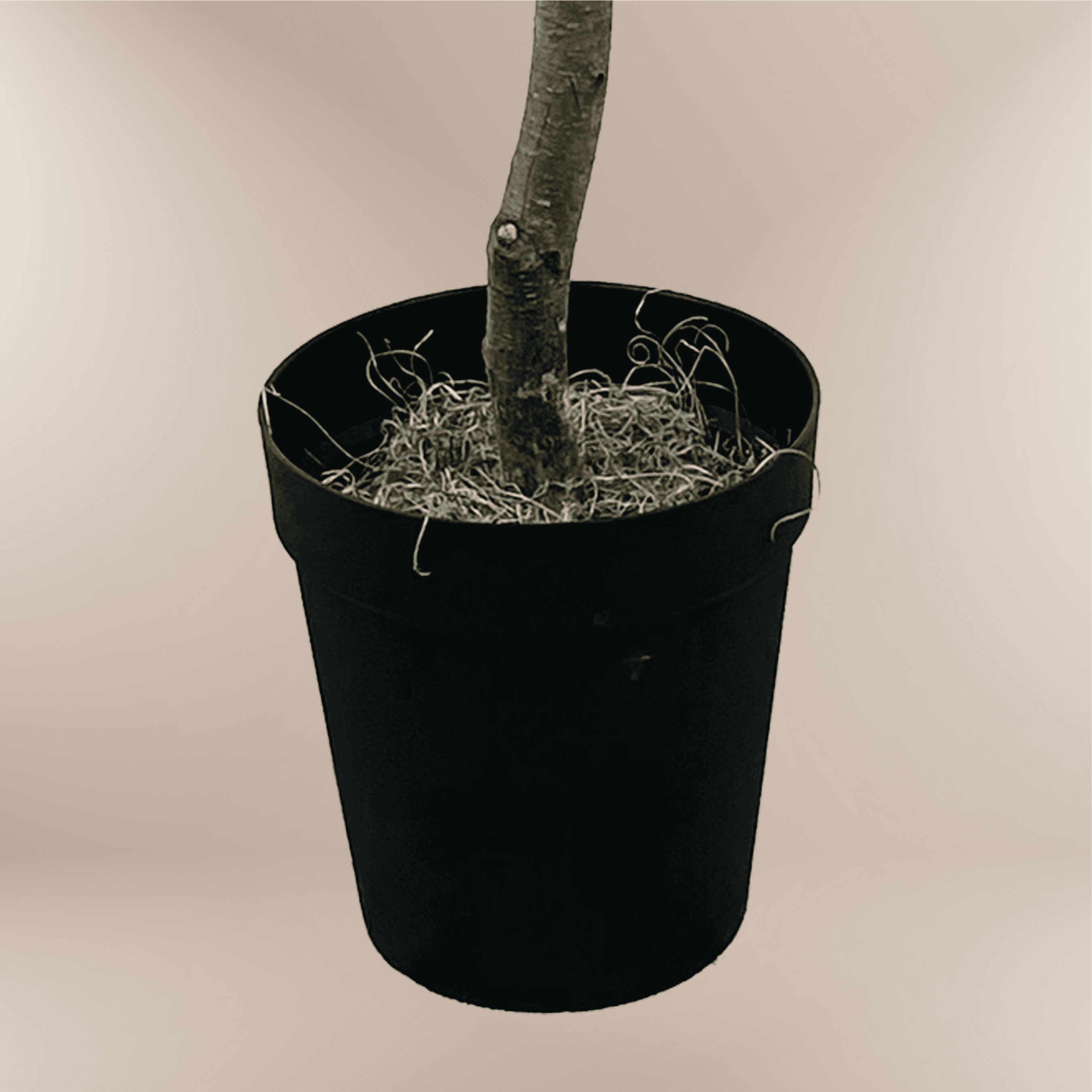 Artificial Tree, LCG Florals 6ft Olive Tree in Black Growers Pot, Fake Indoor Faux Tree for Living Room, Office, and Home Decor