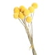 thumbnail image 3 of 10 piezas de flores secas naturales de Craspedia para decoración de cocina y oficina. 08 a 1cm, 3 of 9