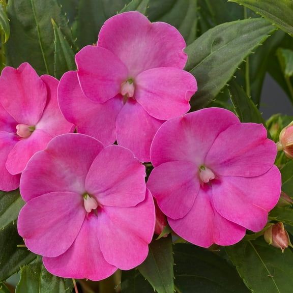 2.5 in. Impatiens Jumbo Splash Vigorous Hot Pink Live Annual with Partial Sun 3- Piece
