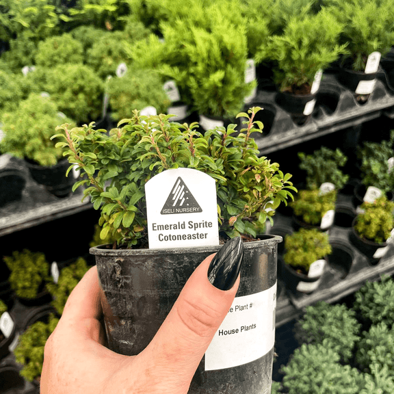 Emerald Sprite Cotoneaster - Live Bonsai Starter Plant - 4" Growers Pot