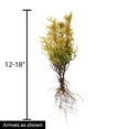 thumbnail image 4 of Golden Globe Arborvitae (Thuja), Live Evergreen Bareroot Plant, 12 to 18 inches tall (1-Pack), 4 of 4