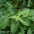 thumbnail image 5 of Plant Good Seed Van Holy Basil / Clove Tulsi Tulasi Seeds: African Wild Vana Full Sun Perennial USA, 5 of 5
