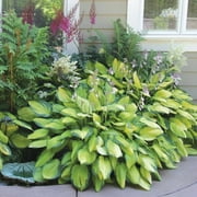 Mixed Heart-Shaped Hosta Plants - 3 Bare Roots - Rich Green Foliage, Low Maintenance, Hardy Shade Tolerant Perennials