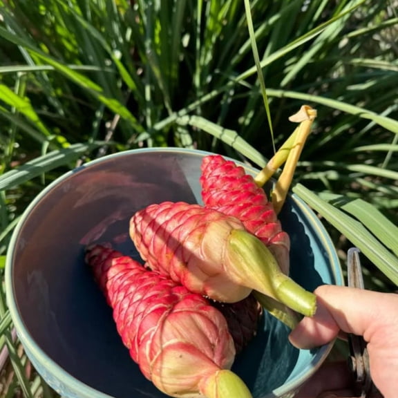 10 Roots Shampoo Ginger Ready to Grow Tropical Perennial Plant with Red Flower Cones for Outdoor Garden