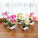 thumbnail image 2 of Planta de simulación Phalaenopsis bonsai simulación flor decoración del hogar simulación planta en maceta E Rojo Verde, 2 of 2
