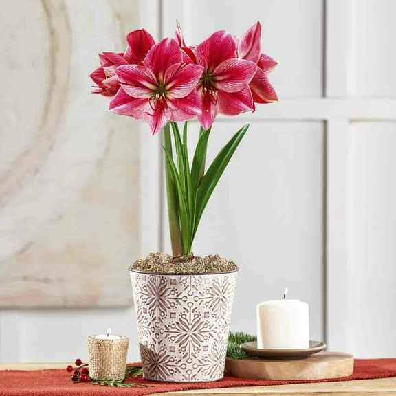 Direct Gardening - Gervase Pink Flowering Amaryllis Bulb Gift Kit - One Dormant Bulb Pre-planted in a Decorative Planter