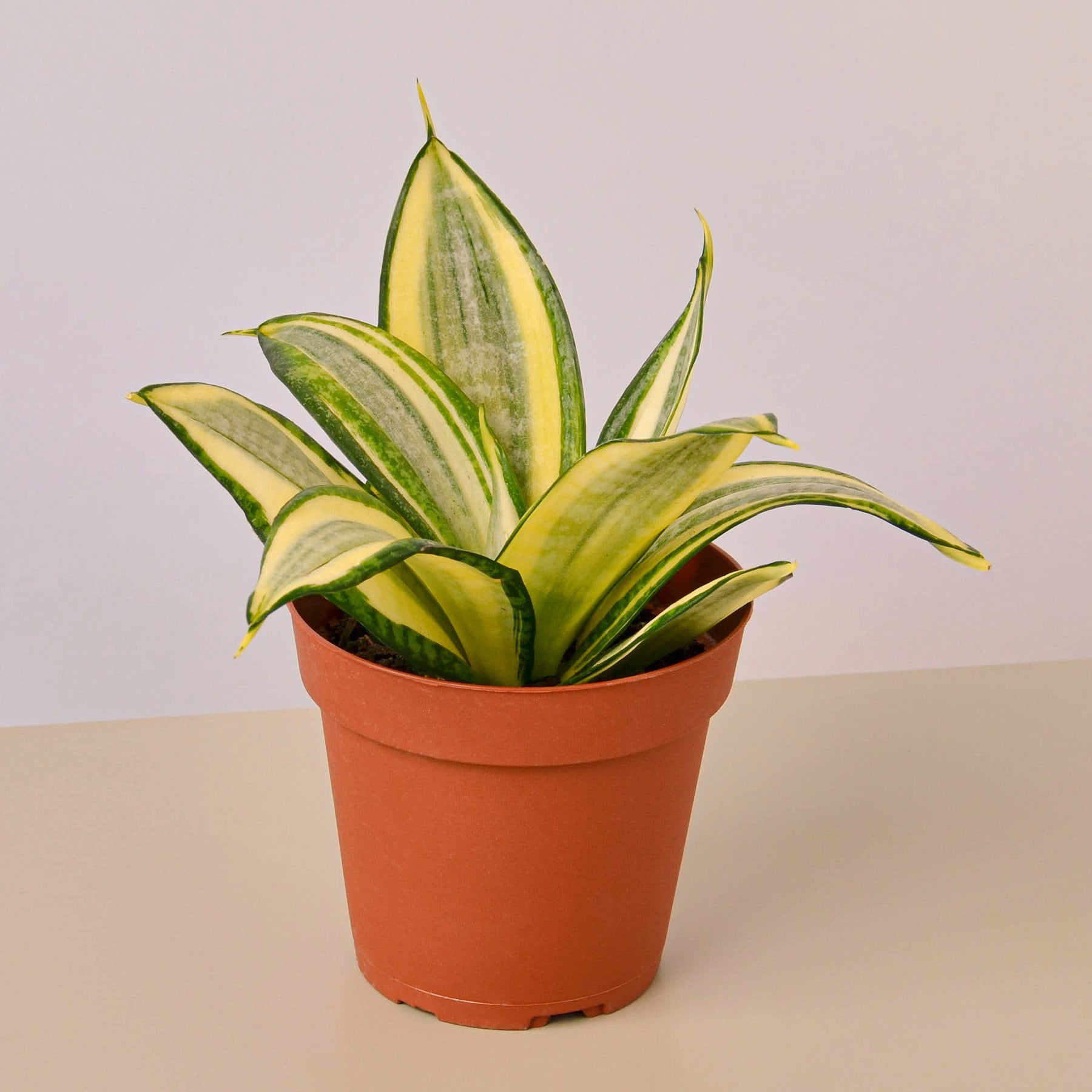 Snake Plant Gold Hahnii 4&quot; Pot