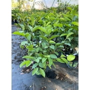 Ruby Supreme Red Guava tree air layered Tree. 3 Gallon pot. Ship to all states