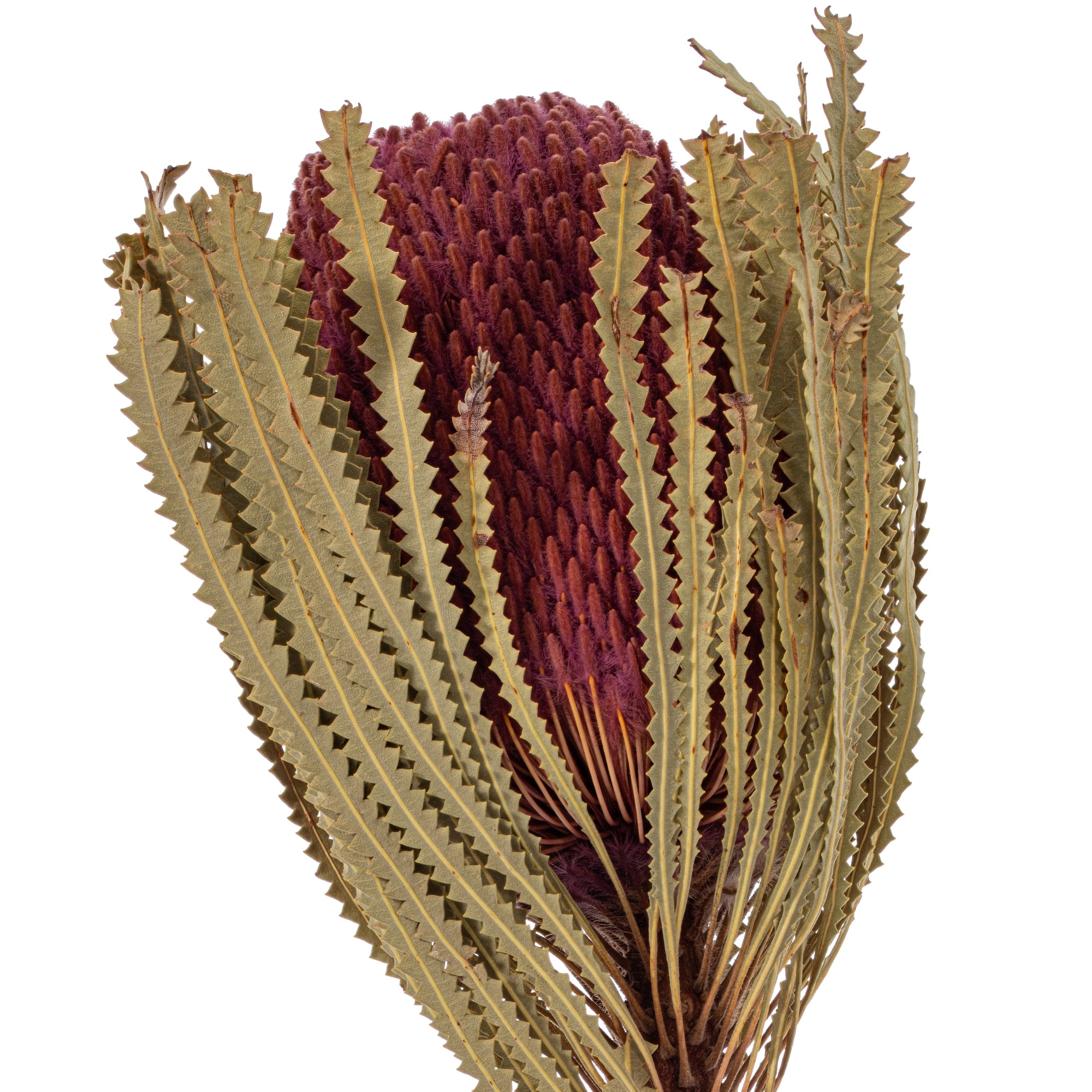 Vickerman 12" Jumbo Erica Pink Banksia Flower with Stem, Natural Preserved Dried Plant for Wedding Bouquets Home Decor or Everyday Arrangements 3 Per Pack