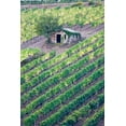 thumbnail image 2 of Eggers, Julie 13x18 White Modern Wood Framed Museum Art Print Titled - Italy-Tuscany Vineyard with grapes on the vine and small shed in the field, 2 of 4