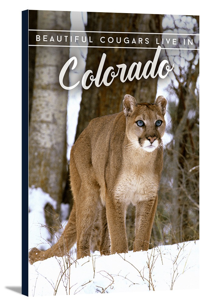 Beautiful Cougar Pics