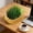Yellow, variant on Hydroponic Seed Starter Kit, Soilless Growing Tray for Herbs and Microgreens, Reusable Indoor Garden Planter with Removable Nursery Insert, Countertop Decor