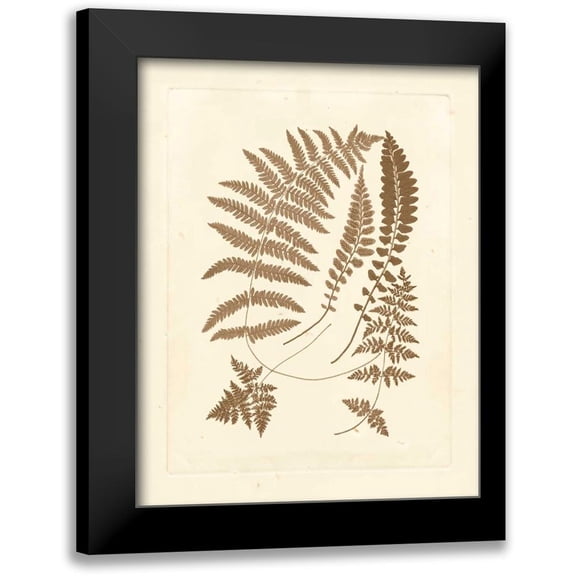 Vision Studio 12x14 Black Modern Framed Museum Art Print Titled - Sepia Ferns II