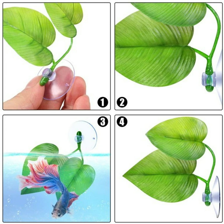 Betta leaf top hammock placement