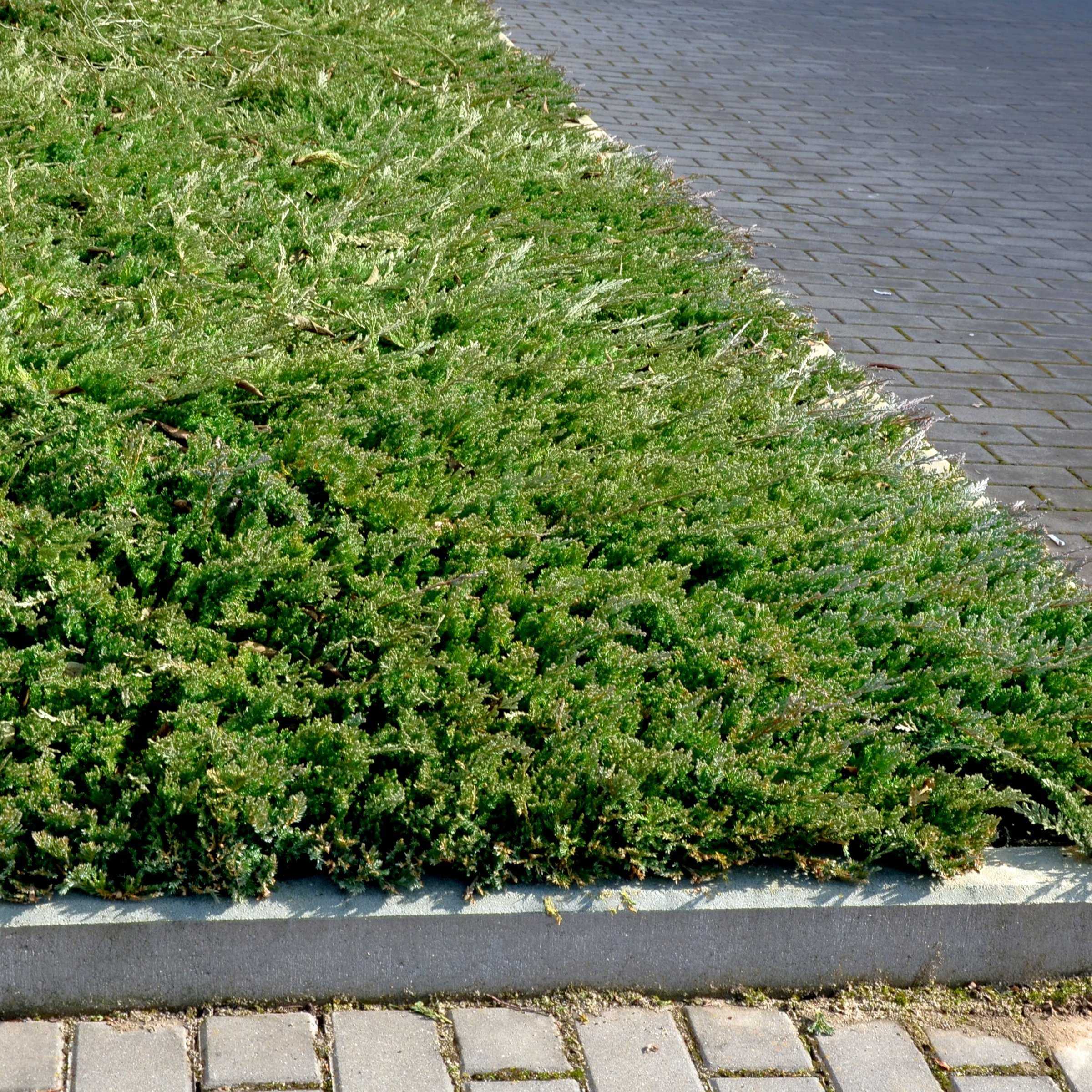 Live Shrub 3 gal Green Sargent Juniper with Full Sunlight