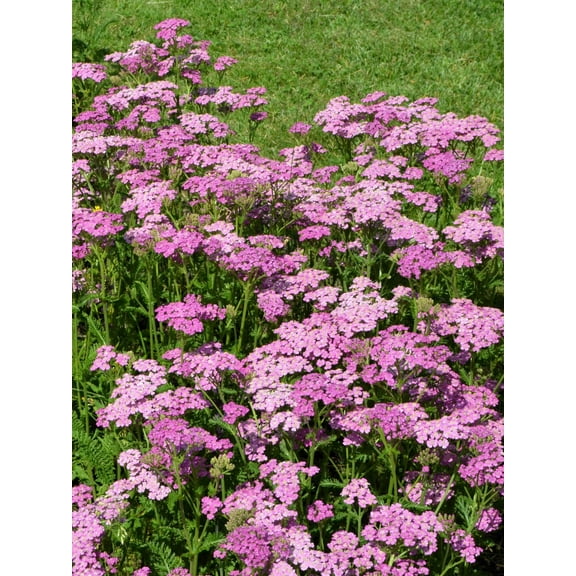 250 PINK Cerise QUEEN YARROW Achillea Millefolium Flower Seeds