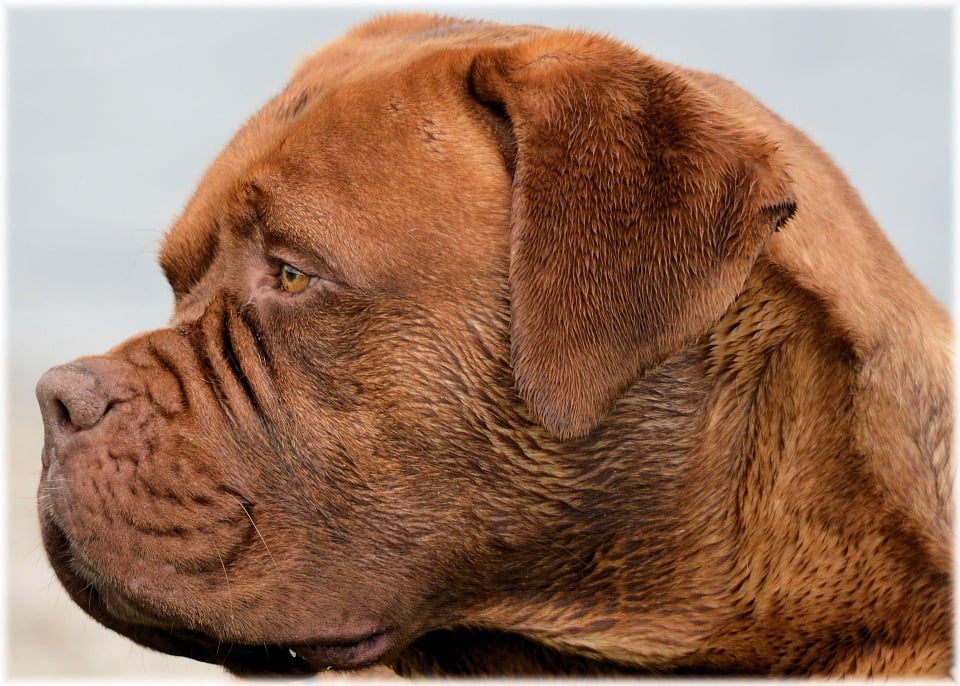 purebred dogue de bordeaux