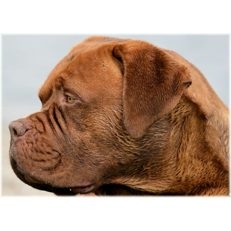 Framed Art for Your Wall Dog Dogue De Bordeaux Canine Purebred Harley Pet 10x13