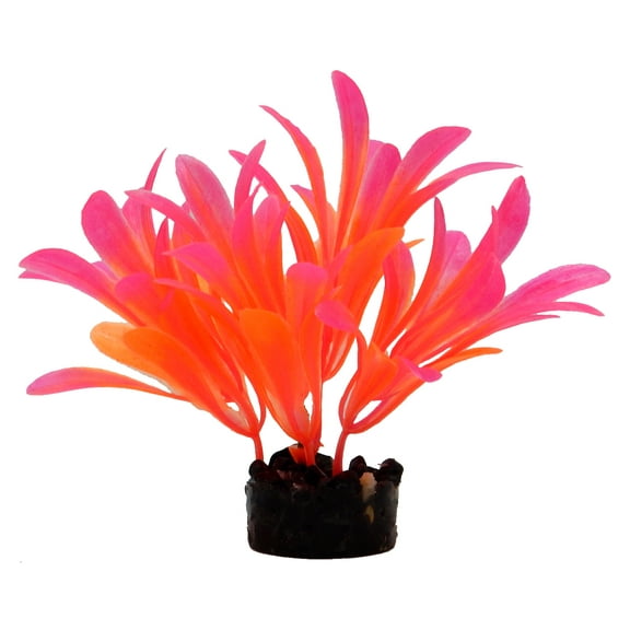 Aqua Culture Bright Plant Assortment