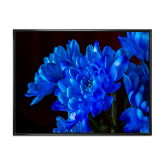 Designart 'Blue Chrysanthemum Flowers On Black Backround' Traditional Framed Canvas Wall Art Print