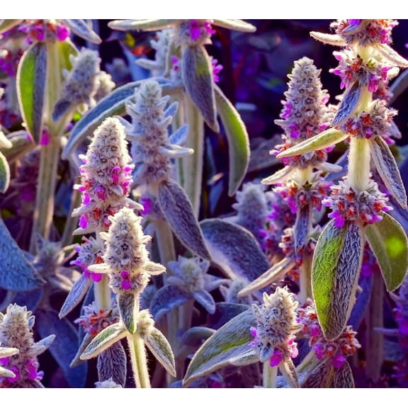 Lamb's Ear Byzantina- 100  Seeds - Made in USA, Ships from Iowa - (Stachys Byzantina Lanata)
