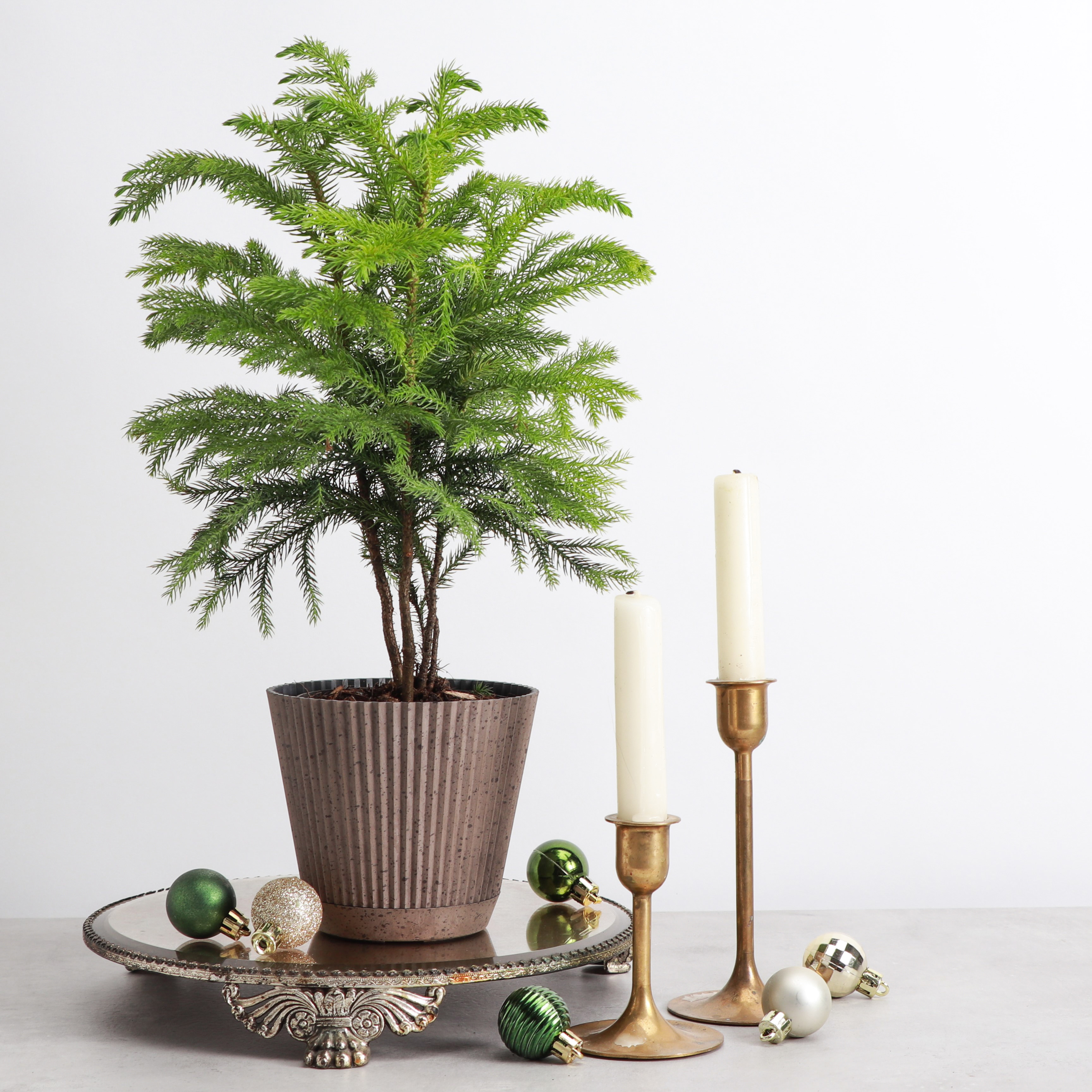 Live Norfolk Pine Plant - Air Purifying - 4" Decorative Pot Cover - Thorsen's Greenhouse
