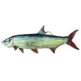 thumbnail image 3 of Tarpon, 3 of 3