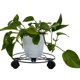 thumbnail image 2 of Carrito para plantas con rueda giratoria extraíble de 360°, soporte cuadrado con base de rodillo para plantas, resistente, 50 kg, planta en maceta para interiores y exteriores, 2 of 5