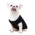 thumbnail image 2 of Chaleco para perros y gatos, ropa para perros pequeños y grandes, productos para mascotas, algodón, oso de peluche, labrador, duradero, práctico, de moda, 2 of 4