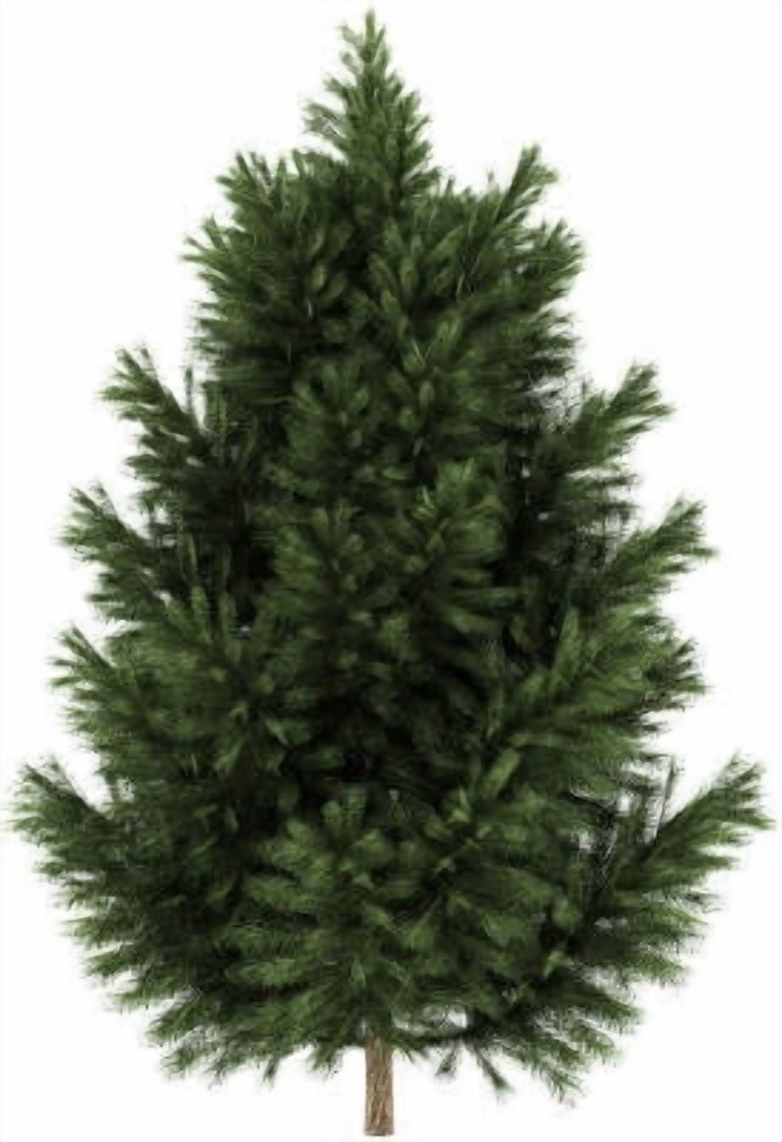 Pine Black Wild Crafted Essential Oil 1 fl oz (30 ml) - 100% Pure and Natural by Silky Scents
