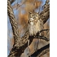 thumbnail image 2 of Great Horned Owl Bubo Virginianus Sleeping on Perch in Willow Tree, New Mexico, USA, Animals Botanical Seasons Stretched Canvas Wall Art by Larry Ditto Sold by Art.Com, 2 of 5