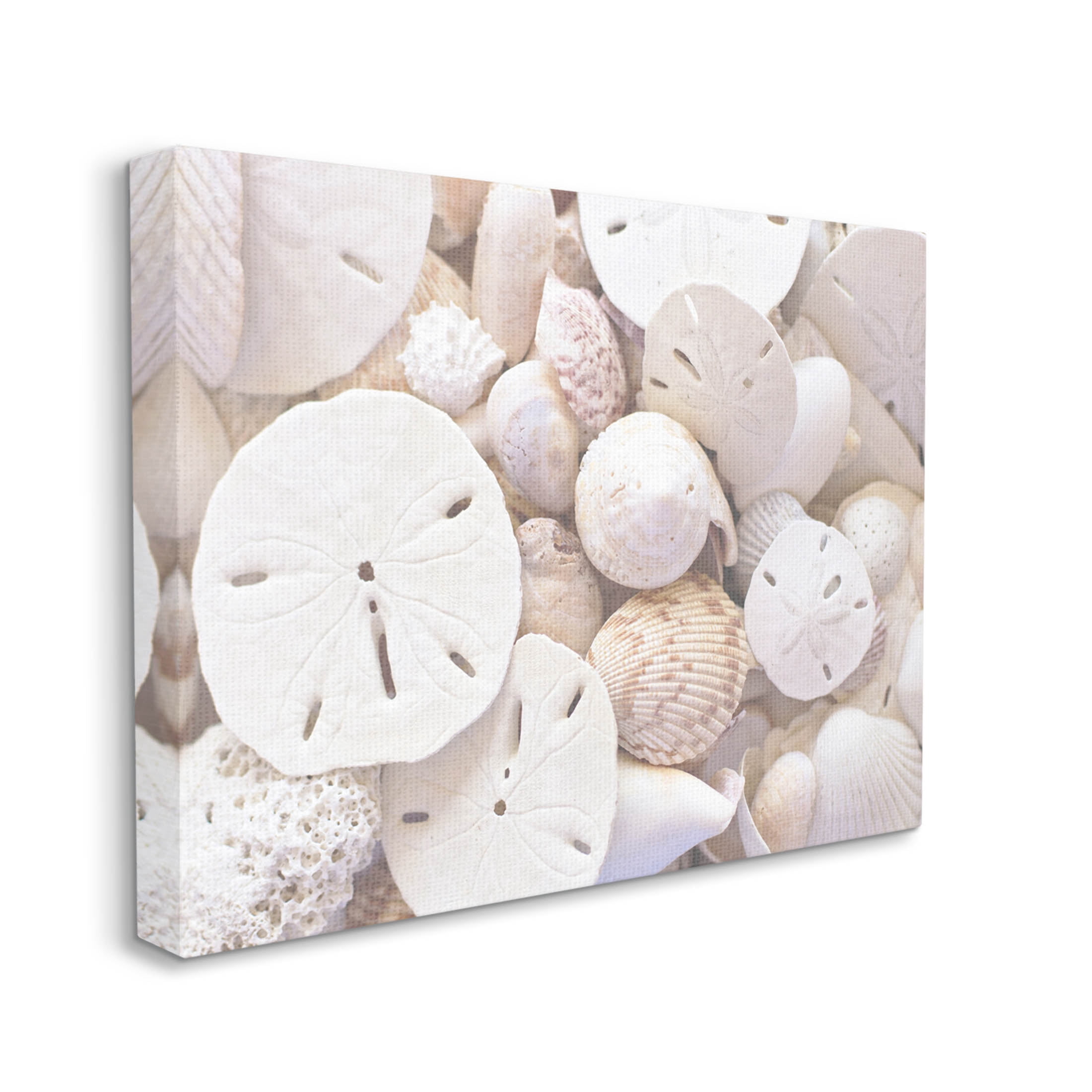 White Mixed Sand Dollar Shells Coastal Photograph Gallery Wrapped Canvas Print Wall Art