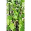 Mr.Garden Planter Trellis, Plant Ladder, Support Ladder, Tomato Trellis, Cucumber Trellis, 2pcs of 5/16"48" Stakes, 3 pack