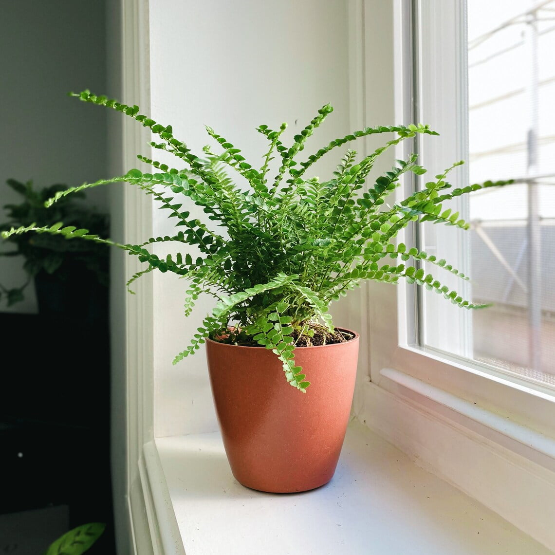 Live Lemon Button Fern Plant 4" Biodegradable Pot Terra Cotta