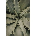 thumbnail image 2 of 1x Studio III 17x24 White Modern Wood Framed Museum Art Print Titled - Aloe_002, 2 of 4