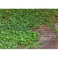 thumbnail image 2 of wall26 - Old Brick Wall Covered in Ivy - Canvas Art Wall Mural Decor - 100"x144", 2 of 5