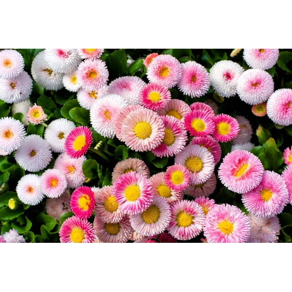 Seedville 100 Strawberries & Cream English Daisy Flower Seeds