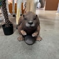 thumbnail image 5 of Beaver Life Size Statue, 5 of 7