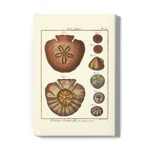 Sand Dollars Iv Wrapped Canvas -Denis Diderot Designs,