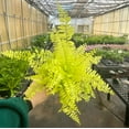 thumbnail image 3 of Live Rita's Gold Boston Fern Plant - 4" Decorative Eco Pot - Natural, 3 of 5