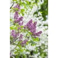 thumbnail image 2 of Art.com Budding lilac bush, USA Stretched Canvas Print Wall Art by Lisa Engelbrecht, 12" x 18", 2 of 4