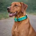 thumbnail image 2 of Collier pour Chien. Collier pour Chien en Cuir Véritable Fait Main – Turquoise avec Doublure Intérieure Jaune, Boucle Réglable. Buddies Collars, 2 of 5
