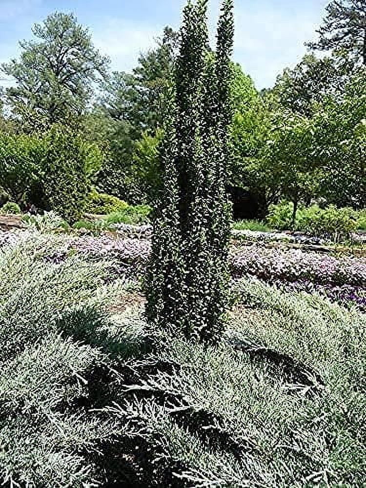 Sky Pencil Japanese Holly - 2 Live Gallon Size Plants - Ilex Crenata - Low Maintenance Formal Evergreen Hedge