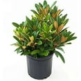 thumbnail image 5 of Mardi Gras Rhododendron, 5 of 6
