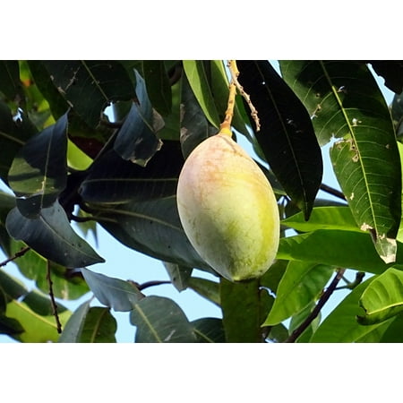 Mangifera Indica Mango - Canvas Print Tropical Mangifera Indica Fruit Mango Sweet Stretched Canvas 10 x 14